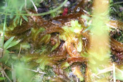 Goebelobryum unguiculatum, photographed by Hugo Innes