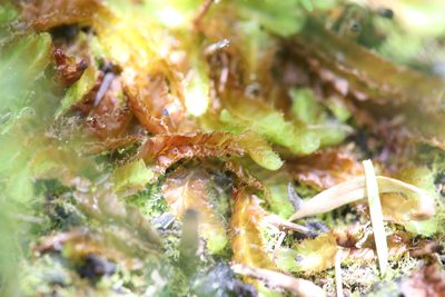 Goebelobryum unguiculatum, photographed by Hugo Innes