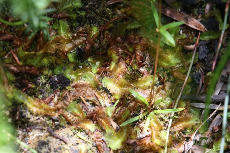 Goebelobryum unguiculatum, photographed by Hugo Innes