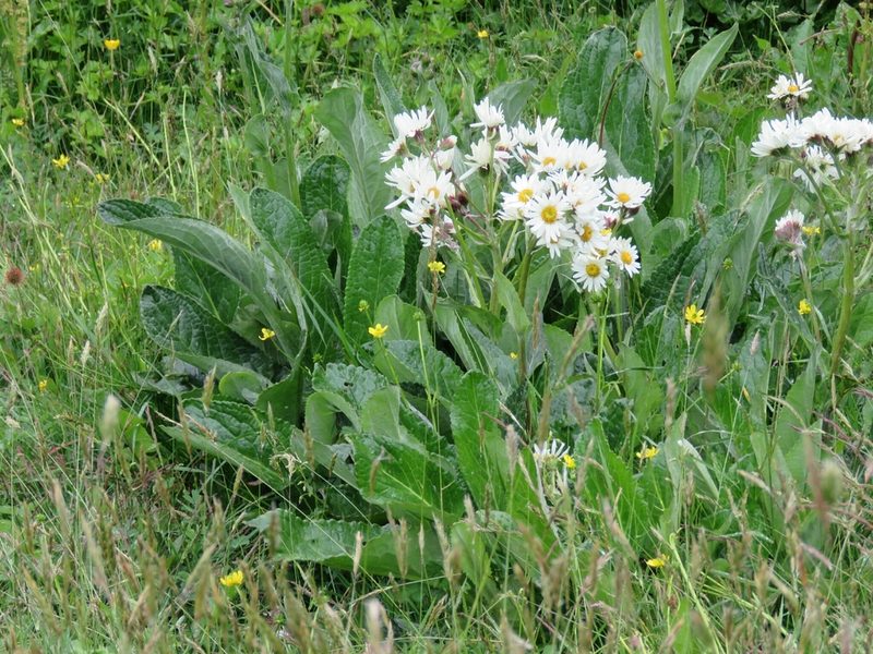 Senecio smithii, photographed by Federico Muñoz