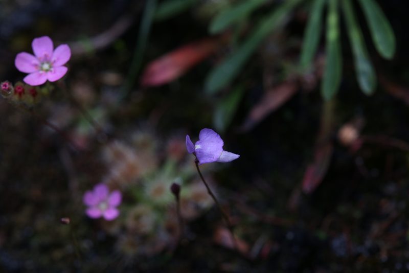 Utricularia simplex, photographed by Hugo Innes