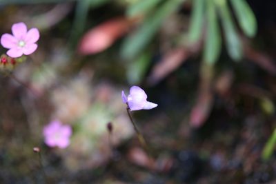 Utricularia simplex, photographed by Hugo Innes