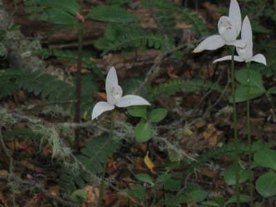 Codonorchis lessonii, photographed by Federico Muñoz
