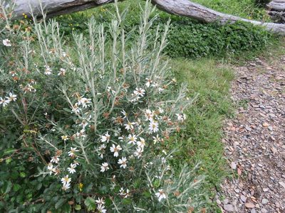 Chiliotrichum diffusum, photographed by Federico Muñoz