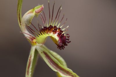 Caladenia corynephora, photographed by Hugo Innes