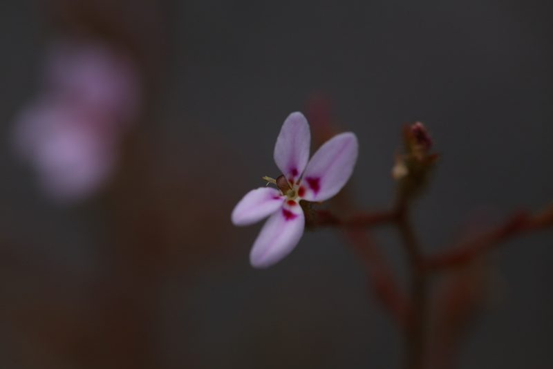 Stylidium assimile, photographed by Hugo Innes