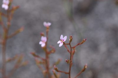 Stylidium assimile, photographed by Hugo Innes