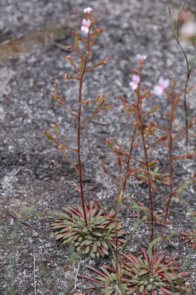 Stylidium assimile, photographed by Hugo Innes