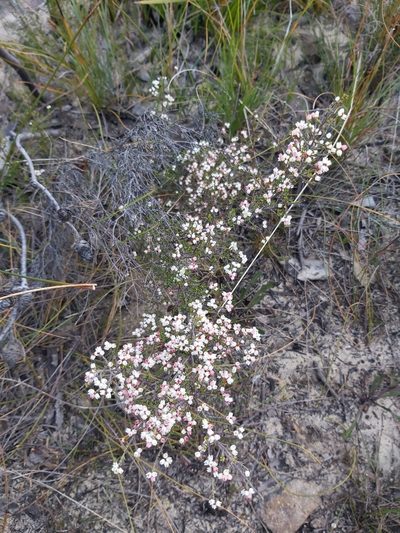 Cryptandra amara, photographed by Tim