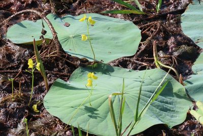Utricularia aurea, photographed by Navaneeth Sini George