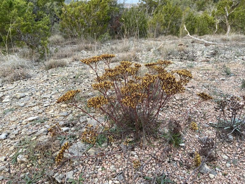 Paronychia virginica, photographed by Reid Hardin