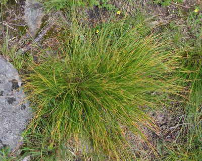 Trichophorum cespitosum, photographed by Ryan Hodnett