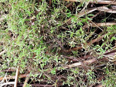 Galium trifidum, photographed by Peter L Achuff