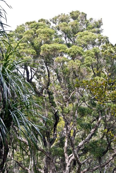 Metrosideros bartlettii, photographed by Peter de Lange