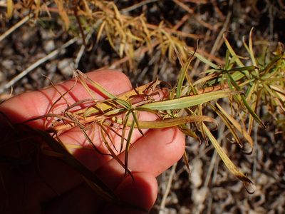 Artemisia dracunculus, photographed by George Williams