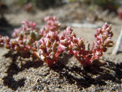 Cistanthe rosea, photographed by Matt Lavin