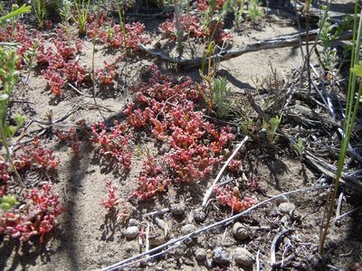 Cistanthe rosea, photographed by Matt Lavin