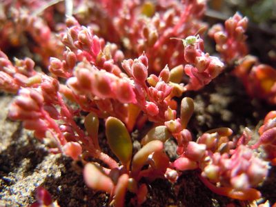 Cistanthe rosea, photographed by Matt Lavin