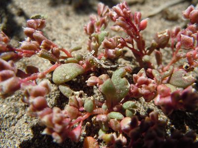 Cistanthe rosea, photographed by Matt Lavin