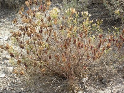 Cordylanthus ramosus, photographed by Matt Lavin