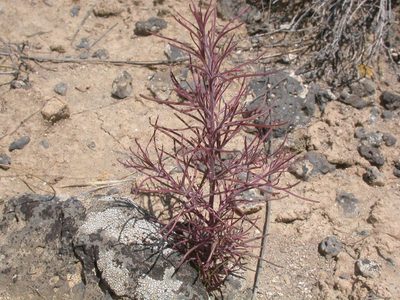 Cordylanthus ramosus, photographed by Matt Lavin