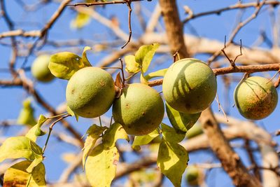 Aegle marmelos, photographed by Jay Pruett