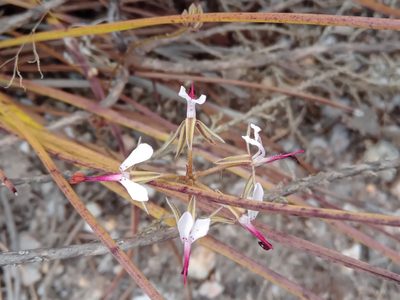Pelargonium ternifolium, photographed by melda