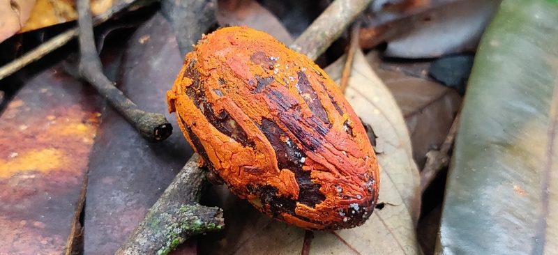 Myristica beddomei, photographed by T R Shankar Raman