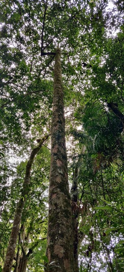 Myristica beddomei, photographed by T R Shankar Raman