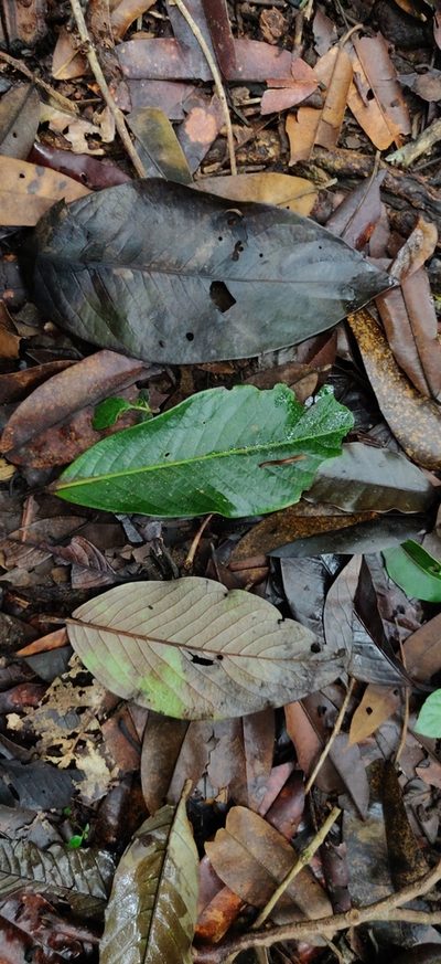Myristica beddomei, photographed by T R Shankar Raman