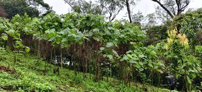 Clerodendrum infortunatum, photographed by T R Shankar Raman
