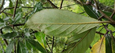 Actinodaphne wightiana, photographed by T R Shankar Raman