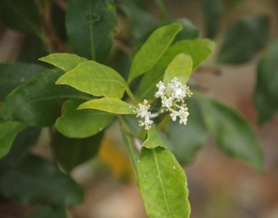 Olea capensis, photographed by Tony Rebelo