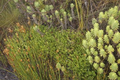 Villarsia manningiana, photographed by Tony Rebelo
