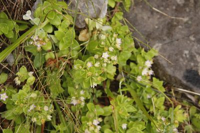 Crassula pellucida, photographed by Tony Rebelo