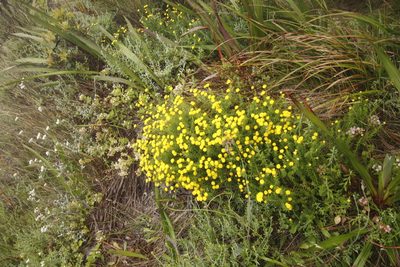 Chrysocoma coma-aurea, photographed by Tony Rebelo