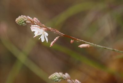 Trachyandra tabularis, photographed by Tony Rebelo