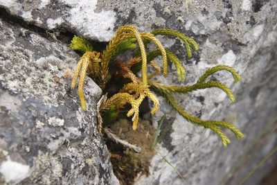 Phlegmariurus gnidioides, photographed by Tony Rebelo