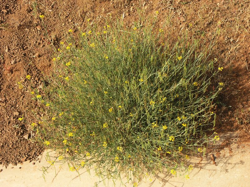 Coronilla ramosissima, photographed by Oleg Kosterin