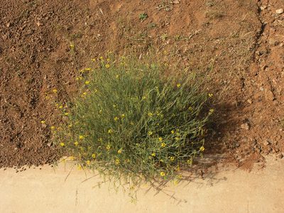 Coronilla ramosissima, photographed by Oleg Kosterin