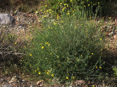 Coronilla ramosissima, photographed by Oleg Kosterin