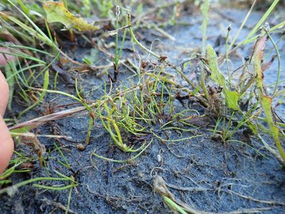 Isolepis basilaris, photographed by Arnim Littek