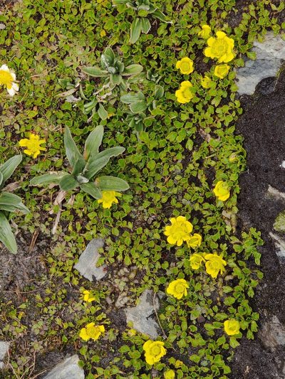 Ranunculus pachyrrhizus, photographed by southerndon