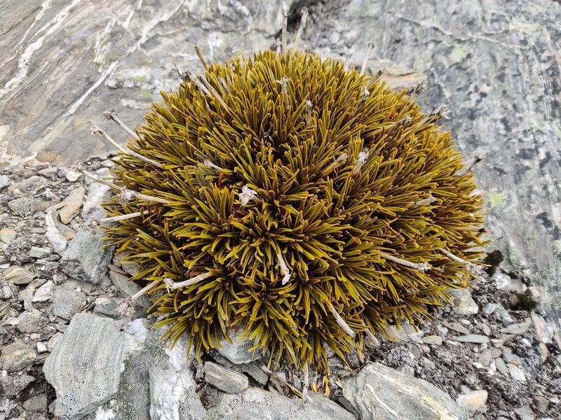 Aciphylla simplex, photographed by southerndon