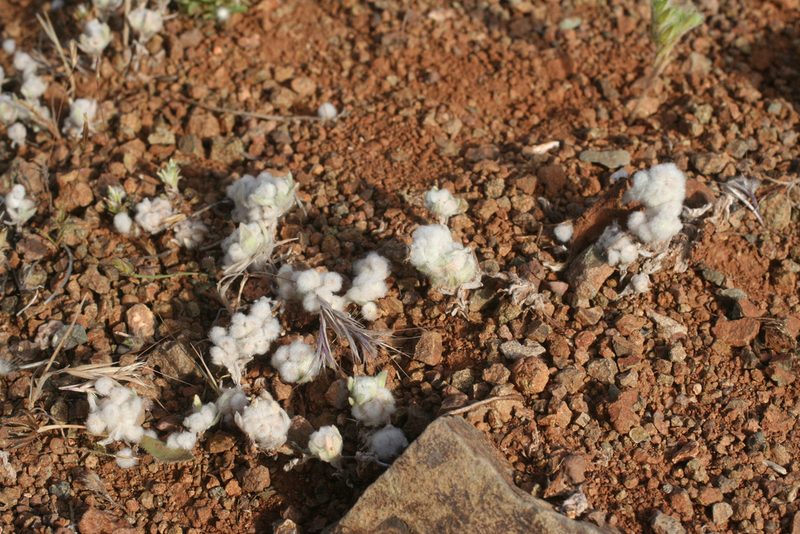 Bombycilaena discolor, photographed by Oleg Kosterin