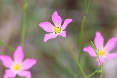 Sabatia stellaris, photographed by Arthur Windsor