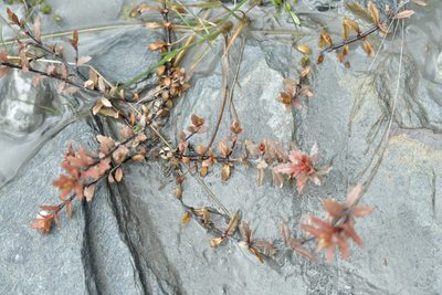 Epilobium melanocaulon, photographed by Christopher Stephens