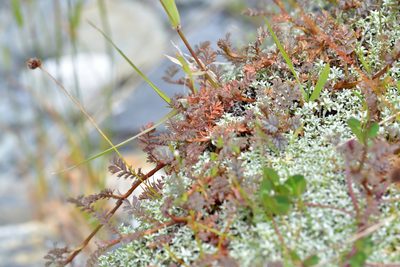 Acaena saccaticupula