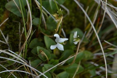 Viola cunninghamii, photographed by Christopher Stephens