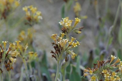 Myosotis macrantha, photographed by Christopher Stephens